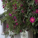 苏州旅游 缩略图 12