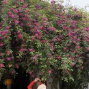 苏州旅游 缩略图 8