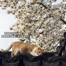 苏州旅游 缩略图 9