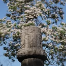 南京旅游 缩略图 4