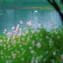 杭州旅游 缩略图 2