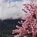 林芝旅游 缩略图 3