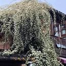 苏州旅游 缩略图 18
