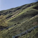 伊犁旅游 缩略图 9