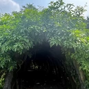 广州旅游 缩略图 14