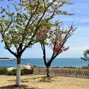 青岛旅游 缩略图 7