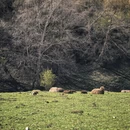 伊犁旅游 缩略图 11