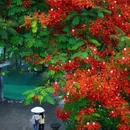 海印桥 - 广州市旅游 缩略图 1