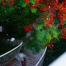 海印桥 - 广州市旅游 缩略图 3
