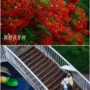 海印桥 - 广州市旅游 缩略图 2