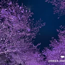 太湖鼋头渚风景区-樱花谷 - 无锡旅游 缩略图 3