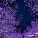 太湖鼋头渚风景区-樱花谷 - 无锡旅游 缩略图 6