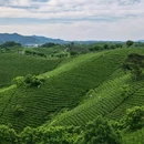 上饶市三清山风景名胜区 - 上饶市旅游 缩略图 2