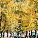 临沂书法广场 - 临沂市旅游 缩略图 9