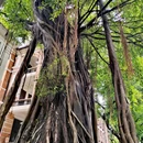 沙面岛 - 广州市旅游 缩略图 14