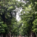 沙面岛 - 广州市旅游 缩略图 13