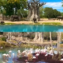 奥兰多 - 美国旅游 缩略图 14