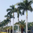 厦门旅游 缩略图 13