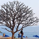 厦门旅游 缩略图 9
