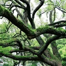 杭州西湖风景名胜区-曲院风荷 - 杭州市旅游 缩略图 6