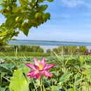 漳泽湖国家城市湿地公园 - 长治市旅游 缩略图 3