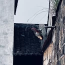 甪直古镇 - 苏州市旅游 缩略图 5