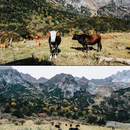 玉龙雪山国家级风景名胜区 - 丽江市旅游 缩略图 9