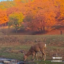 飞泷金山鹿苑 - 伊春市旅游 缩略图 5