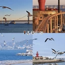 大连旅游 缩略图 4