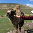 伊犁旅游 缩略图 5