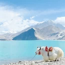 郑州旅游 缩略图 4