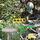 普洱旅游 缩略图 4