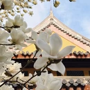 上海旅游 缩略图 4