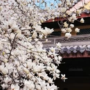 上海旅游 缩略图 2