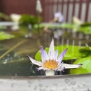 上海旅游 缩略图 1