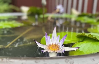 龙华古寺｜梵音喵咪治愈系💕睡莲禅意📸
