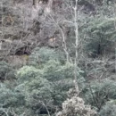 黄山旅游 缩略图 9