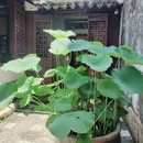 苏州旅游 缩略图 6
