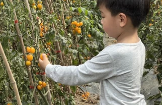 吴江番茄采摘🍅获奖版