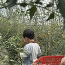 苏州旅游 缩略图 4