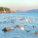 深圳旅游 缩略图 6