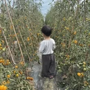 苏州旅游 缩略图 7