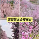 深圳旅游 缩略图 7
