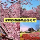 深圳旅游 缩略图 5