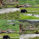 甘孜旅游 缩略图 3