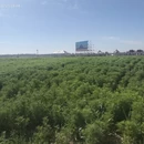 呼伦贝尔旅游 缩略图 12