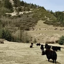 兰州旅游 缩略图 11