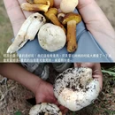 伊犁旅游 缩略图 4