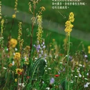 伊犁旅游 缩略图 7