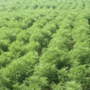 呼伦贝尔旅游 缩略图 10